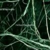 spider green marble