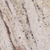Ivory Shifon Granite